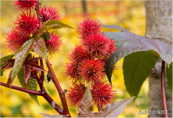 世界首創|NSK成功開發滾動軸承用“生物塑膠保持架” 世界首創|NSK成功開發滾動軸承用“生物塑膠保持架”