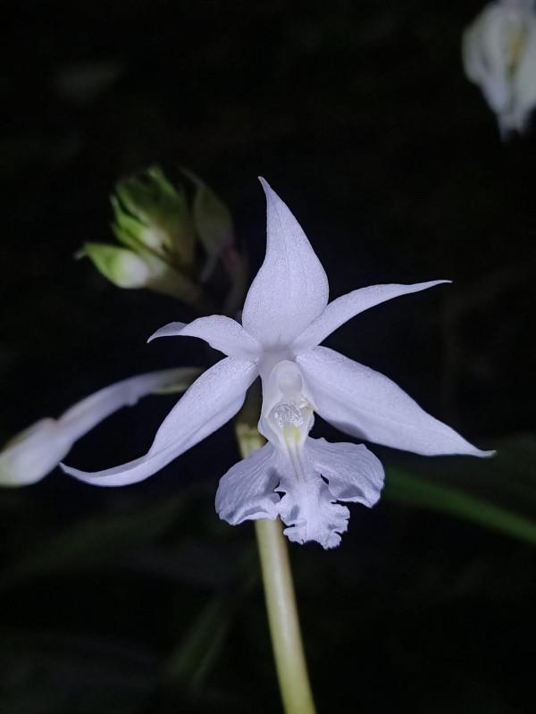 幽蘭花，在空山——蘭花之美（6） 根節蘭