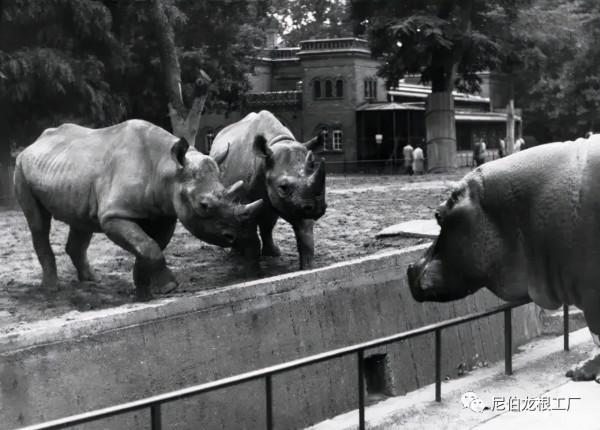 沒救了，燉了吧：二戰中的德國柏林動物園