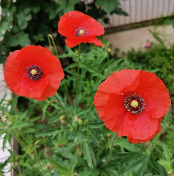 80種常見植物圖解,出門識花不求人,倍兒有面子 80種常見植物圖解,出門識花不求人,倍兒有面子