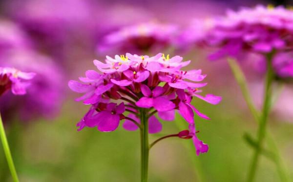 100種常見花卉的播種栽培大全,送給愛養花的你 100種常見花卉的播種栽培大全,送給愛養花的你