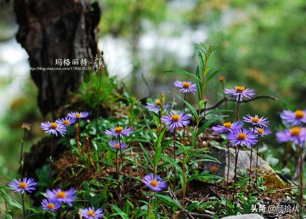 扶不起的荷蘭菊,還是趴著好了|園丁 扶不起的荷蘭菊,還是趴著好了|園丁