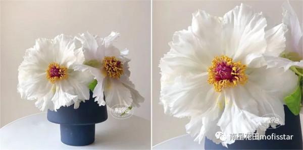 油畫牡丹 &CenterDot; 羽衣霓裳