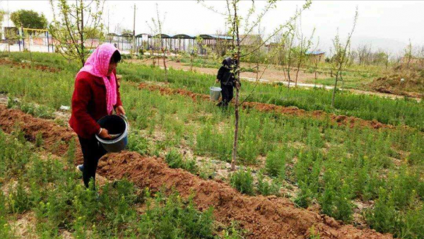 家有5畝地,種什麼藥材能保本5萬衝擊10萬,還不愁銷路? 家有5畝地,種什麼藥材能保本5萬衝擊10萬,還不愁銷路?