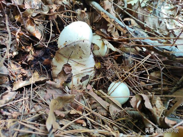石家莊井陘錦山，雲鎖群山、霧漫叢林，雲橋飛渡，一顆橡果落下來
