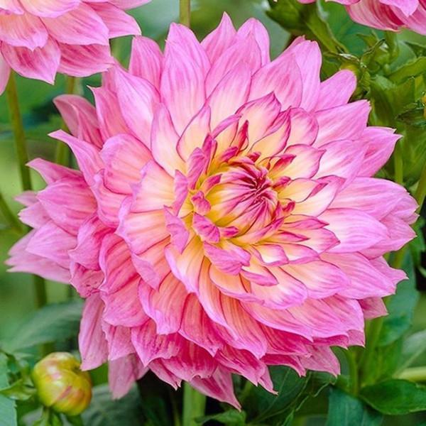 “100種花”適合養在陽臺上，一個比一個好看，還很好養護