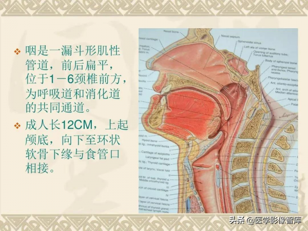 咽喉部解剖最全圖解，值得收藏