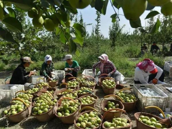 “庫爾勒香梨”變味難吃!口碑極差,跌到2毛1斤,果農心裡難受 “庫爾勒香梨”變味難吃!口碑極差,跌到2毛1斤,果農心裡難受