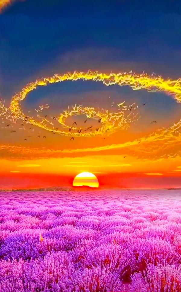 分享：五彩斑斕，千姿百態的花海，視覺盛宴，像仙境一般美麗