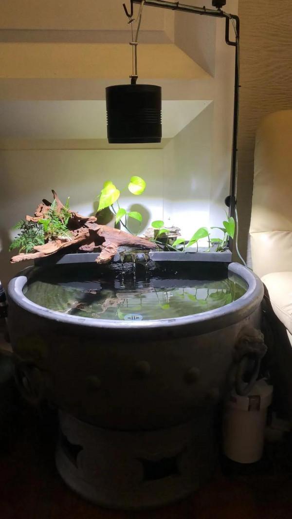 想把金魚養好嗎?你要抓住它的靈魂所在——養水 想把金魚養好嗎?你要抓住它的靈魂所在——養水