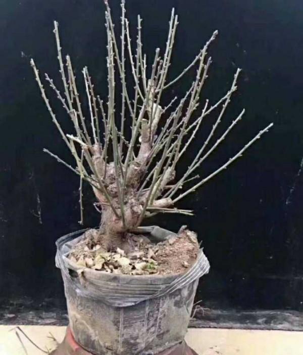 花市大撿漏，春節前100元，年後10元，抽空去撿便宜貨