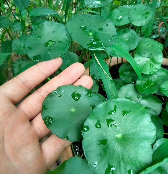 金錢草和銅錢草，長得像，養得像，你選哪個？
