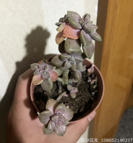 大暑到!多肉植物請注意:做好這5步,才能安全過暑 大暑到!多肉植物請注意:做好這5步,才能安全過暑