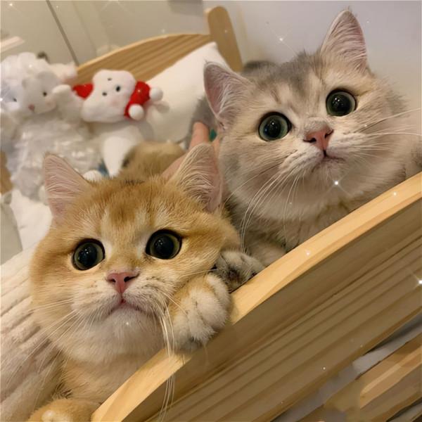 最不乖的幾種貓咪，你家貓也在其中？