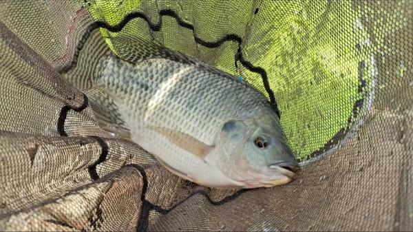 這6種“傷人魚”是最傷人的，很多釣友被刺過，釣到要注意了