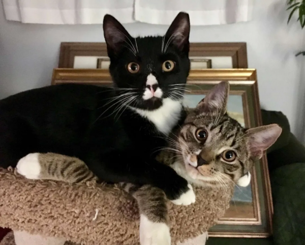 鄰居把懷孕的貓趕出家門,因為他們養了狗 鄰居把懷孕的貓趕出家門,因為他們養了狗