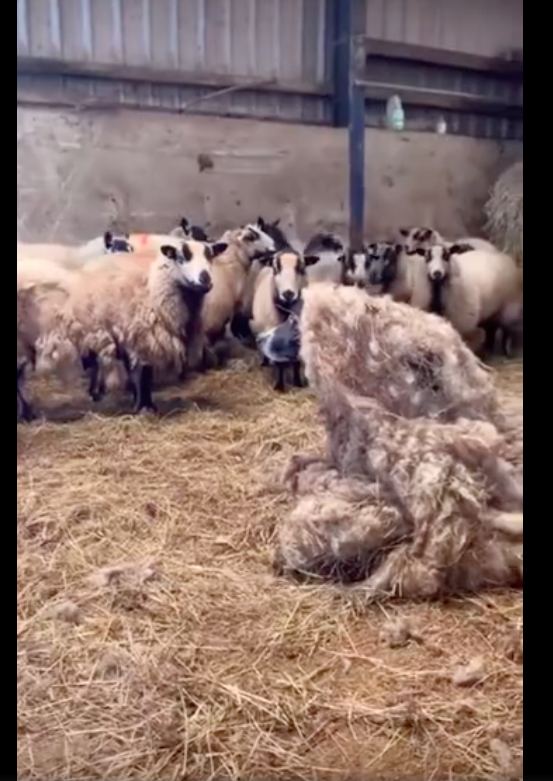 主人讓狗狗披著羊毛取暖,旁邊的羊群都看呆了,披著羊皮的狗? 主人讓狗狗披著羊毛取暖,旁邊的羊群都看呆了,披著羊皮的狗?