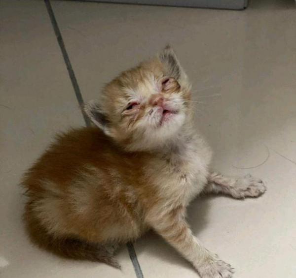 撿到一隻“爛眼貓”,女孩說不在乎貓顏值,卻意外收穫一隻超美貓 撿到一隻“爛眼貓”,女孩說不在乎貓顏值,卻意外收穫一隻超美貓