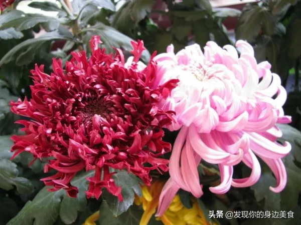 傲霜菊花奪人眼