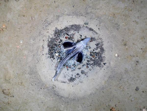 南極洲的&quot&semi;壯觀發現&quot&semi;：擁有6000萬個巢穴的大型冰魚繁殖殖民地