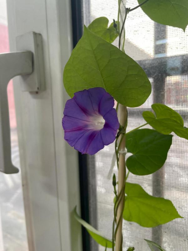 平平無奇種花小天才