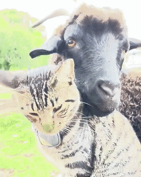 有社交牛逼症的狸花貓，征服了農場所有動物，成為了農場的代言人