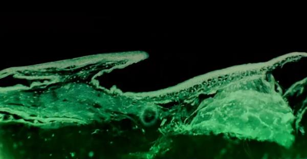 從神話到分子生物學,人類現在可以決定自己的演化了嗎? 從神話到分子生物學,人類現在可以決定自己的演化了嗎?