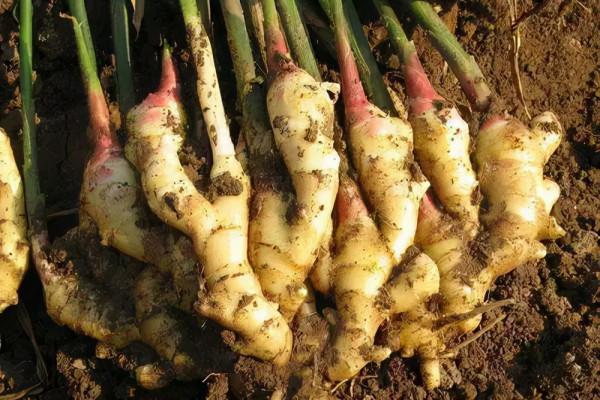 如何把原材料變成商品:看日本農產品“七十二變” 如何把原材料變成商品:看日本農產品“七十二變”