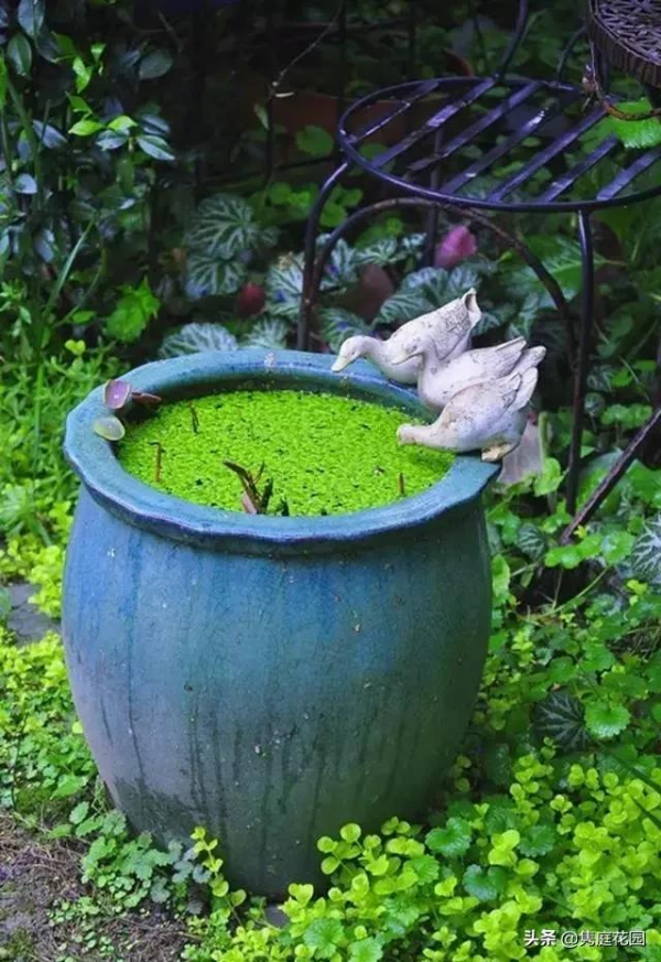 一個優雅的院子,都是養出來的 一個優雅的院子,都是養出來的