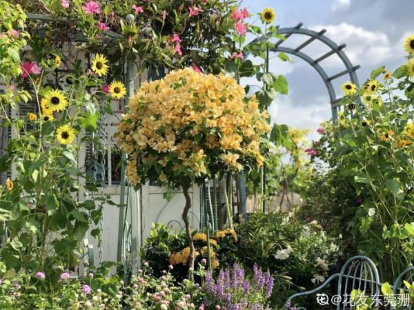 三伏天養花，澆水太難了，學好竅門是關鍵
