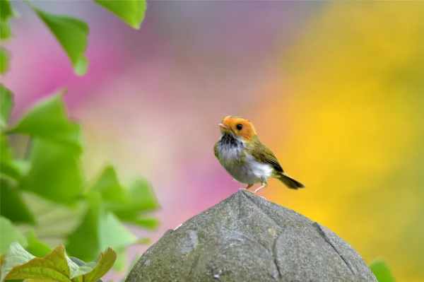 40+張大片!帶你領略這裡的“鳥禽圖鑑”! 40+張大片!帶你領略這裡的“鳥禽圖鑑”!