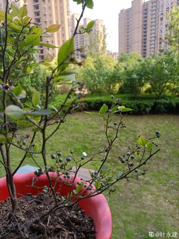 陽臺種盆藍莓，南北方都能種，好養還耐寒