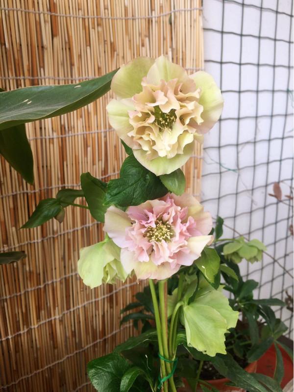 4種花聽名字看不上,養開花真的絕美,妥妥的顏值擔當 4種花聽名字看不上,養開花真的絕美,妥妥的顏值擔當