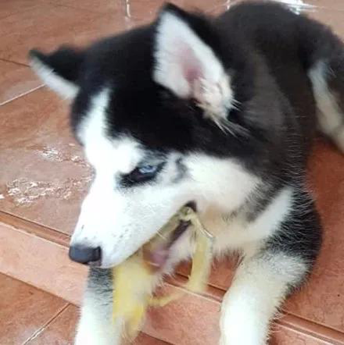 新手養二哈要注意什麼？滿足不了運動量的話還是別養了