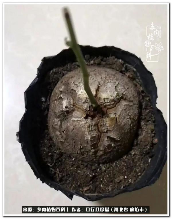 多肉的前世今生——論那些多肉的變化