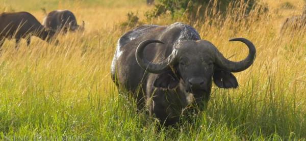 非洲的動物們！（二）