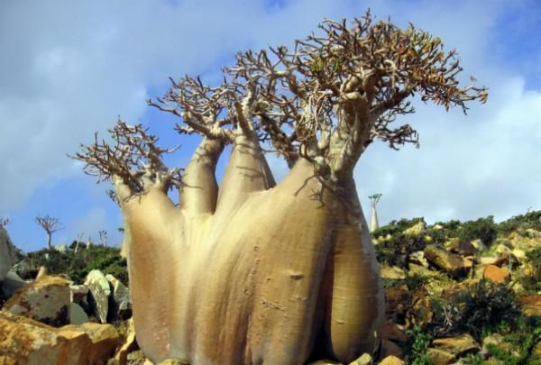 &OpenCurlyDoubleQuote;懶人&rdquo;就養這10種花，一個月不澆水也死不了，多曬少管更健壯