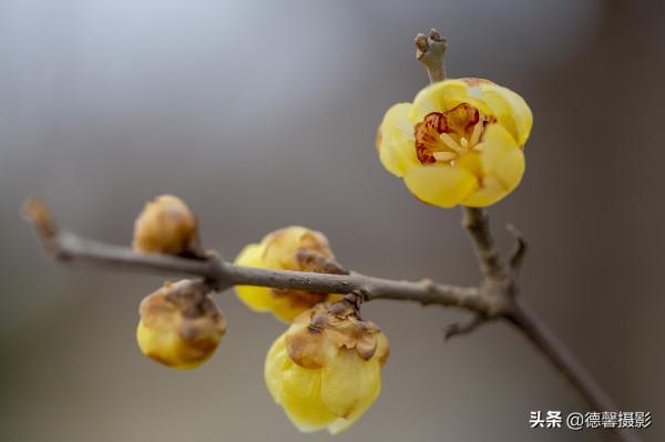 2022新春遊園&mdash;&mdash;植物園賞花
