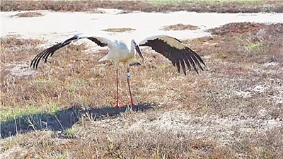 呼倫湖保護區救助國家 一級保護動物東方白鸛並放歸大自然 呼倫湖保護區救助國家 一級保護動物東方白鸛並放歸大自然