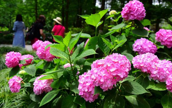 繡球花開花過後，做好4點，來年又會開成大花球