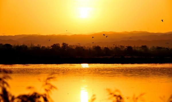 野鴨舞動金色的晨光