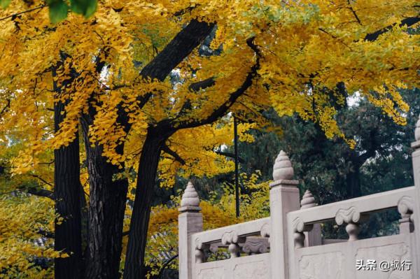 再有半個月，北京將迎來最美的季節，12個銀杏寶藏地，附機位攻略