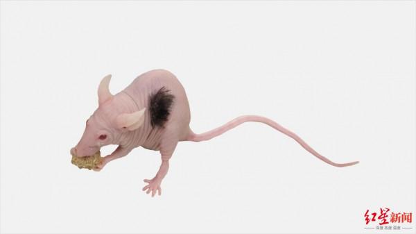 禿頂青年有救了？基因改造毛髮幹細胞瞭解一下