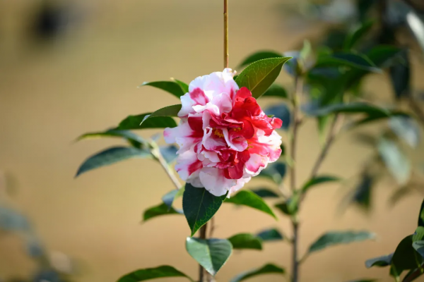 新春佳節到，迎春花展來，騰衝這片近萬平米花卉展區等你打卡啦！