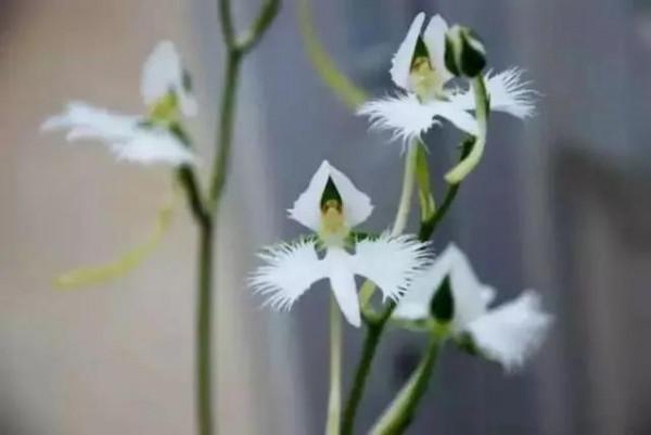 世界上100種奇花，你見過的有哪些