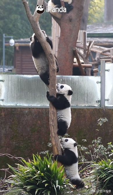 一“串”可愛！大熊貓計量單位竟可以是串