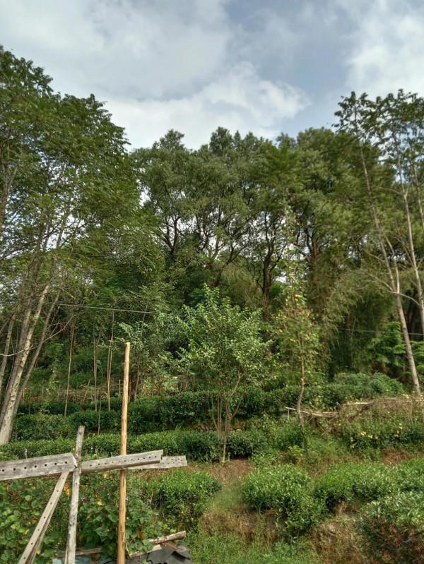 像不像活化石 像不像活化石