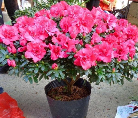 4種花最怕見太陽,別不當回事!不然要死光 4種花最怕見太陽,別不當回事!不然要死光