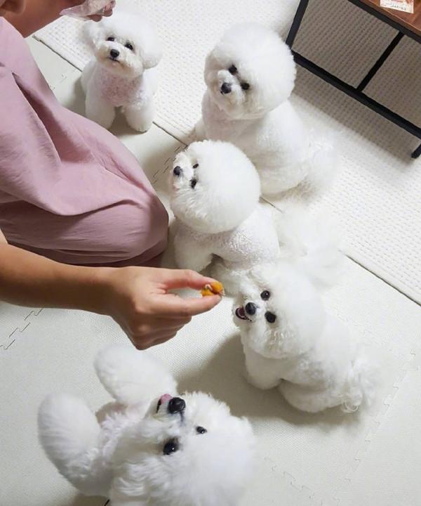 比熊犬：可以說是最好養的犬種之一，養一隻不後悔