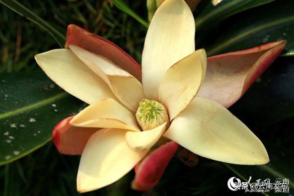 #網聚雲南相約COP15#滇南秘境大圍山：北迴歸線上的綠色明珠